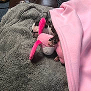 Dolly joined the competition — help win amazing prizes! dog, puppy, blanket, stuffed_toy, pink, gray_blanket, couch, leather, snuggling, sleeping, paw, soft_texture, indoor, resting, cute, cozy, toy, pet, fur, relaxing