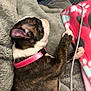 Dolly joined the competition — help win amazing prizes! puppy, dog, sleeping, brindle, collar, pink_collar, blanket, fleece, cozy, resting, paw, ear, water_bottle, indoor, soft_texture, animal, pet, cute, fur, relaxing
