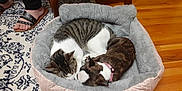Dolly joined the competition — help win amazing prizes! cat, dog, pet_bed, tabby_cat, small_dog, snuggling, indoor, wooden_floor, rug, person, feet, sandals, plush_bed, sleeping, cozy, furry, companion, resting, home, animal