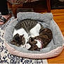 cat, dog, pet_bed, tabby_cat, small_dog, snuggling, indoor, wooden_floor, rug, person, feet, sandals, plush_bed, sleeping, cozy, furry, companion, resting, home, animal