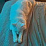 Princess Aurora is registered to the contest to win money with this photo: cat, white_cat, stretching, bed, blanket, phone, indoor, cozy, feline, pet, sleeping, fur, relaxed, soft_light, textured, comfort, home, resting, animal, cute