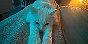 Princess Aurora is registered to the contest to win money with this photo: cat, white_cat, stretching, bed, blanket, indoor, cozy, warm_lighting, vinyl_records, window, night, furniture, table, candle, relaxing, pet, animal, fur, home, resting