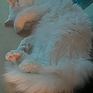 Princess Aurora joined the competition — help win amazing prizes! cat, white_cat, fluffy, sleeping, paw, tail, cute, pet, animal, cozy, indoor, relaxed, fur, whiskers, resting, paw_covering_face, domestic_cat, feline, closeup, quiet