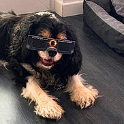 Indy a rejoint le concours — aidez-le/la à gagner de superbes lots ! animal, black_and_white, canine, companion, cute, dog, dog_bed, floor, fur, glasses, happy, house, indoor, lying_down, pet, portrait, solar_eclipse_glasses, sunlight, tongue_out, window