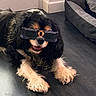 animal, black_and_white, canine, companion, cute, dog, dog_bed, floor, fur, glasses, happy, house, indoor, lying_down, pet, portrait, solar_eclipse_glasses, sunlight, tongue_out, window