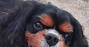 Indy participe au concours pour gagner de l'argent avec cette photo : animal, bodypart, canine, cockerspaniel, dog, hound, mouth, papillon, person, pet, poodle, puppy, terrier