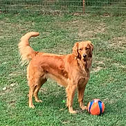 Sadie joined the competition — help win amazing prizes! dog, golden_retriever, grass, ball, outdoor, pet, animal, playing, yard, fence, canine, standing, toy, nature, summer, mammal, domestic_animal, fur, tail, alert