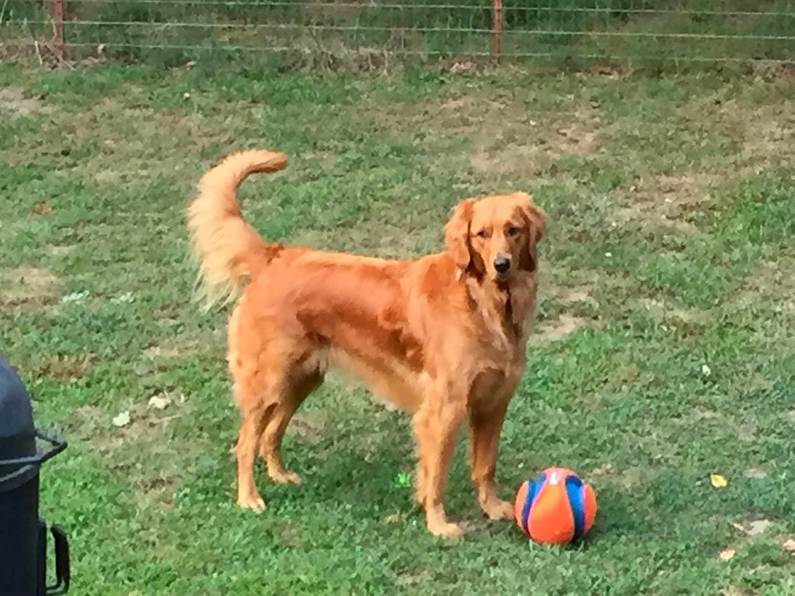 Sadie