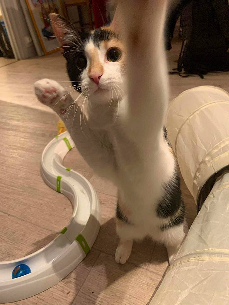 Pipou a rejoint le concours — aidez-le/la à gagner de superbes lots ! aegean_cat, american_curl, asian, carnivore, cat, claw, domestic_short_haired_cat, european_shorthair, felidae, fur, khao_manee, kitten, leg, paw, polydactyl_cat, small_to_medium_sized_cats, tail, turkish_angora, turkish_van, whiskers