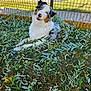animal, australian_shepherd, blue_eyes, canine, curious, dog, fence, fur, garden, grass, greenery, happy, head_tilt, laying_down, leaves, nature, outdoor, pet, playful, sunlight
