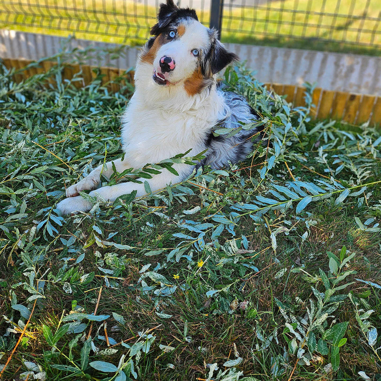 Abby participe au concours pour gagner de l'argent avec cette photo : animal, australian_shepherd, blue_eyes, canine, curious, dog, fence, fur, garden, grass, greenery, happy, head_tilt, laying_down, leaves, nature, outdoor, pet, playful, sunlight
