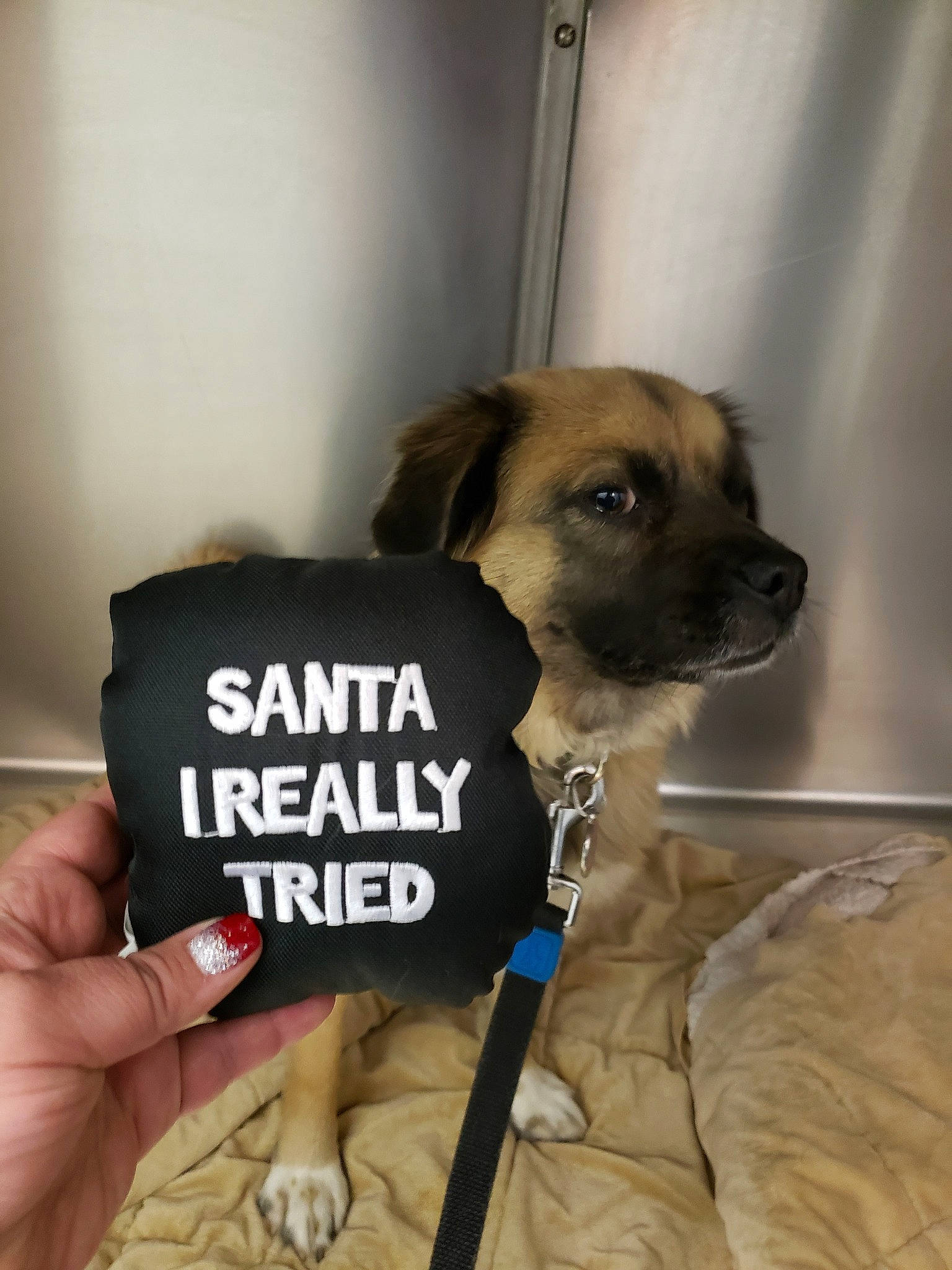 Zarah is registered to the contest to win money with this photo: black_mouth_cur, border_terrier, canidae, carnivore, companion_dog, dog, dog_breed, fawn, paw, puppy, snout, sporting_group