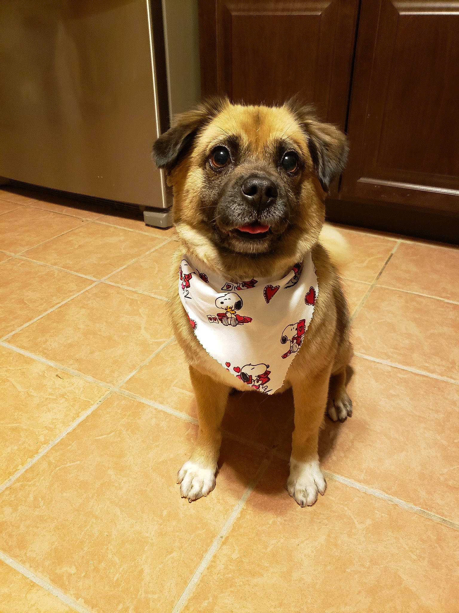 Zarah joined the competition — help win amazing prizes! canidae, carnivore, companion_dog, dog, dog_breed, fawn, floor, flooring, mammal, pug, puppy, snout, sporting_group, tile, vertebrate, whiskers