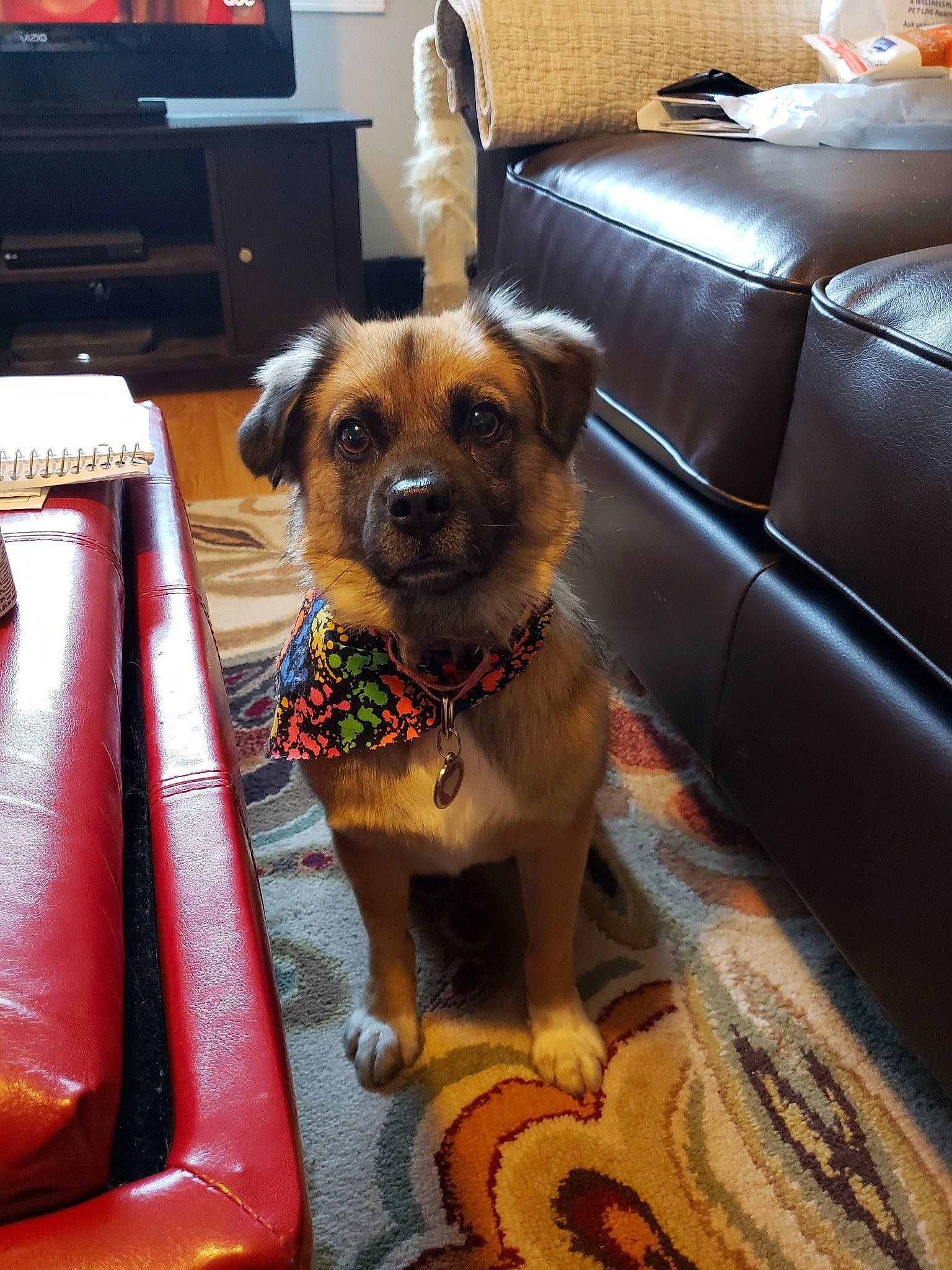 Zarah joined the competition — help win amazing prizes! canidae, carnivore, companion_dog, dog, dog_breed, fawn, mammal, puppy, snout, sporting_group, tibetan_spaniel