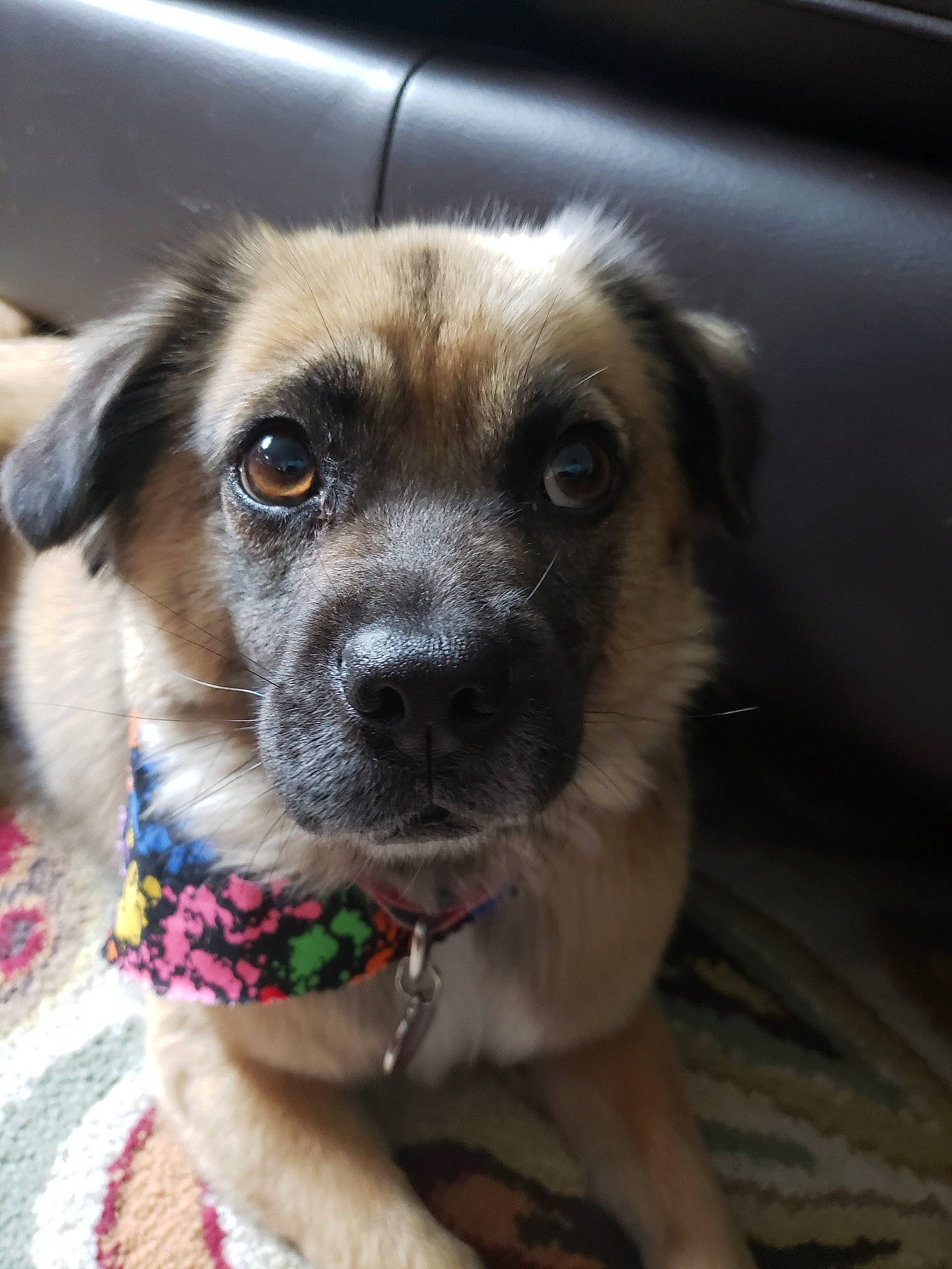 Zarah joined the competition — help win amazing prizes! canidae, carnivore, companion_dog, dog, dog_breed, ear, eye, fawn, mammal, nose, potcake_dog, puppy, rare_breed_dog, snout, sporting_group, street_dog, whiskers