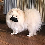 Barkley is registered to the contest to win money with this photo: dog, pomeranian, fluffy, white, sock, wooden_floor, indoor, pet, curtains, wicker_basket, standing, animal, cute, small_dog, fur, looking, domestic, companion, playful, household