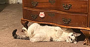 Skye joined the competition — help win amazing prizes! cat, feline, pet, lying_down, carpet, wooden_furniture, dresser, curious, relaxed, indoor, animal, white_fur, gray_fur, blue_eyes, paws, floor, vintage, home, cozy, resting