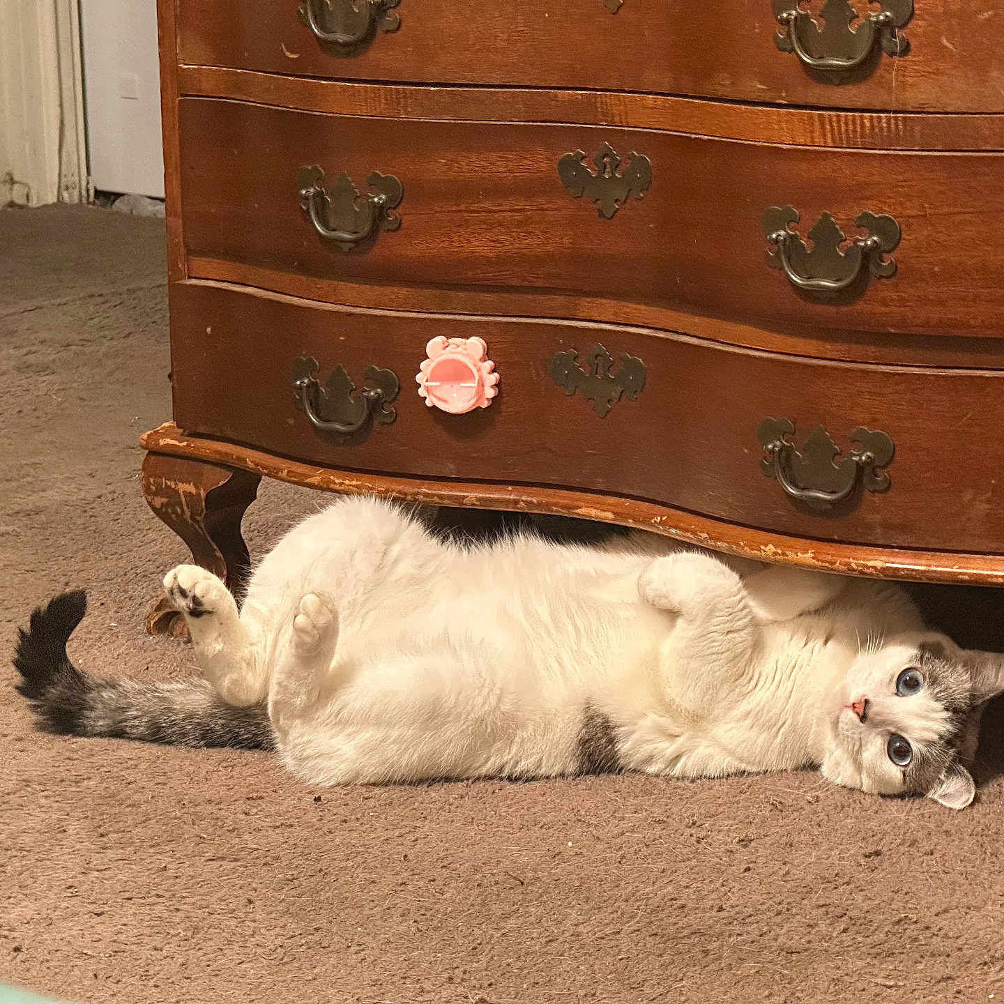 Skye joined the competition — help win amazing prizes! cat, feline, pet, lying_down, carpet, wooden_furniture, dresser, curious, relaxed, indoor, animal, white_fur, gray_fur, blue_eyes, paws, floor, vintage, home, cozy, resting
