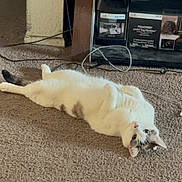 Skye is registered to the contest to win money with this photo: cat, indoor, carpet, lying_down, relaxed, pet, feline, white_cat, gray_spots, floor, furniture, storage_bin, shelf, curious, animal, domestic, home, cozy, resting, looking