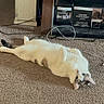 cat, indoor, carpet, lying_down, relaxed, pet, feline, white_cat, gray_spots, floor, furniture, storage_bin, shelf, curious, animal, domestic, home, cozy, resting, looking