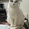 Skye is registered to the contest to win money with this photo: cat, white_cat, blue_eyes, sitting, bathroom, countertop, mirror, comb, hairbrush, sink, plant, domestic_animal, pet, fur, tail, indoor, closeup, feline, whiskers, curious