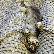 Mylo is registered to the contest to win money with this photo: kitten, cat, tabby, pet, animal, cute, feline, sleeping, resting, blanket, texture, soft, cozy, indoor, paw, fur, whiskers, playful, young, relaxed