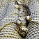 Mylo