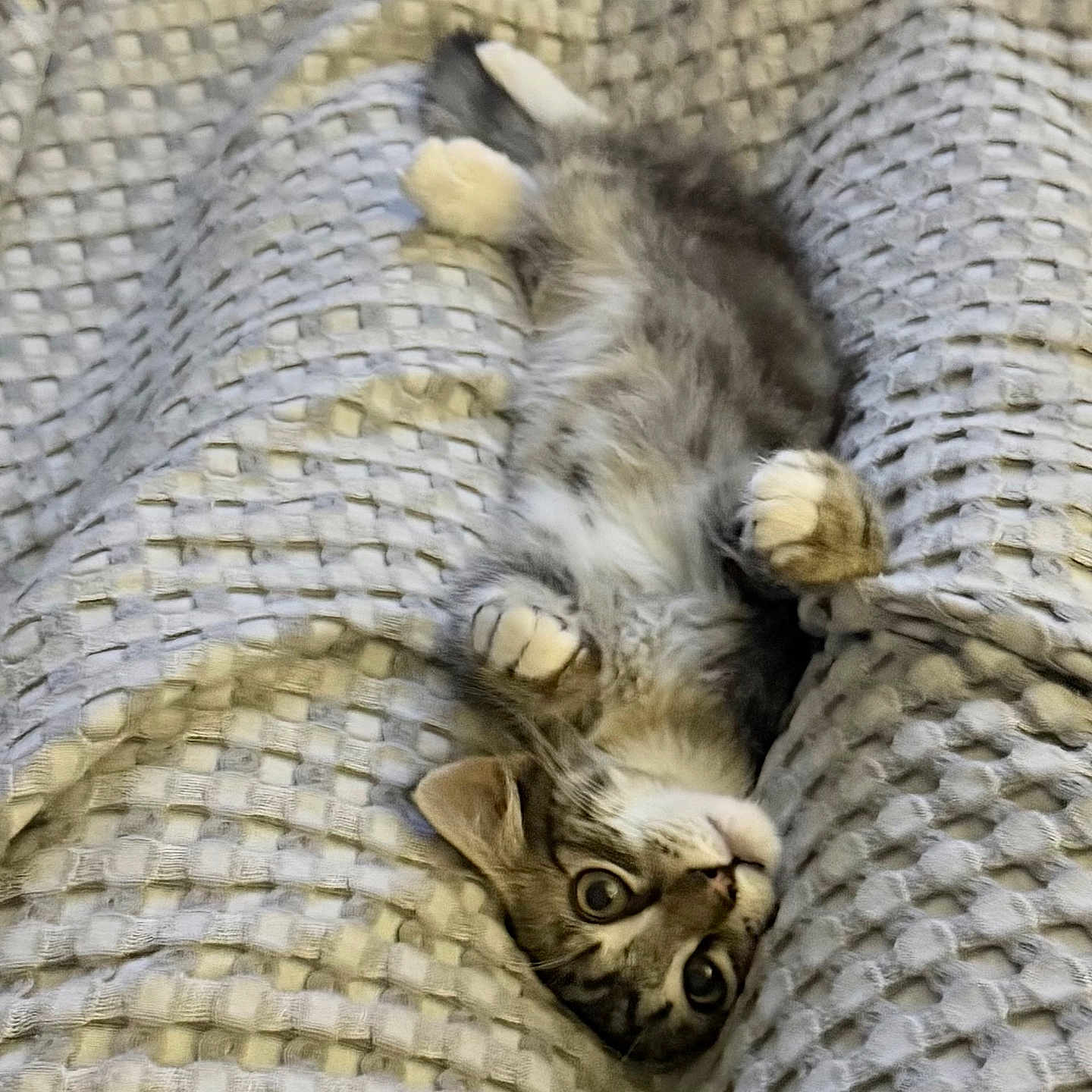 Mylo is registered to the contest to win money with this photo: kitten, cat, tabby, pet, animal, cute, feline, sleeping, resting, blanket, texture, soft, cozy, indoor, paw, fur, whiskers, playful, young, relaxed