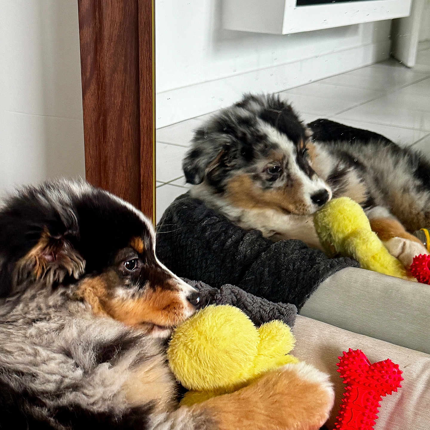 Versus participe au concours pour gagner de l'argent avec cette photo : animal, appliance, ball, canine, collie, couch, device, dog, electricaldevice, furniture, indoors, microwave, oven, pet, plush, puppy, sport, tennis, tennisball, toy