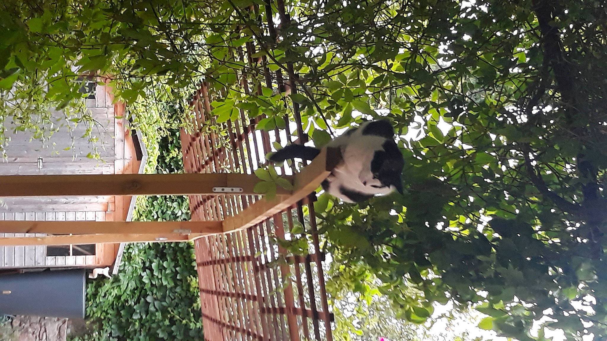 Juno participe au concours pour gagner de l'argent avec cette photo : branch, forest, grass, jungle, leisure, metal, panda, plant, plant_stem, pole, shade, tree, trunk, twig, wood