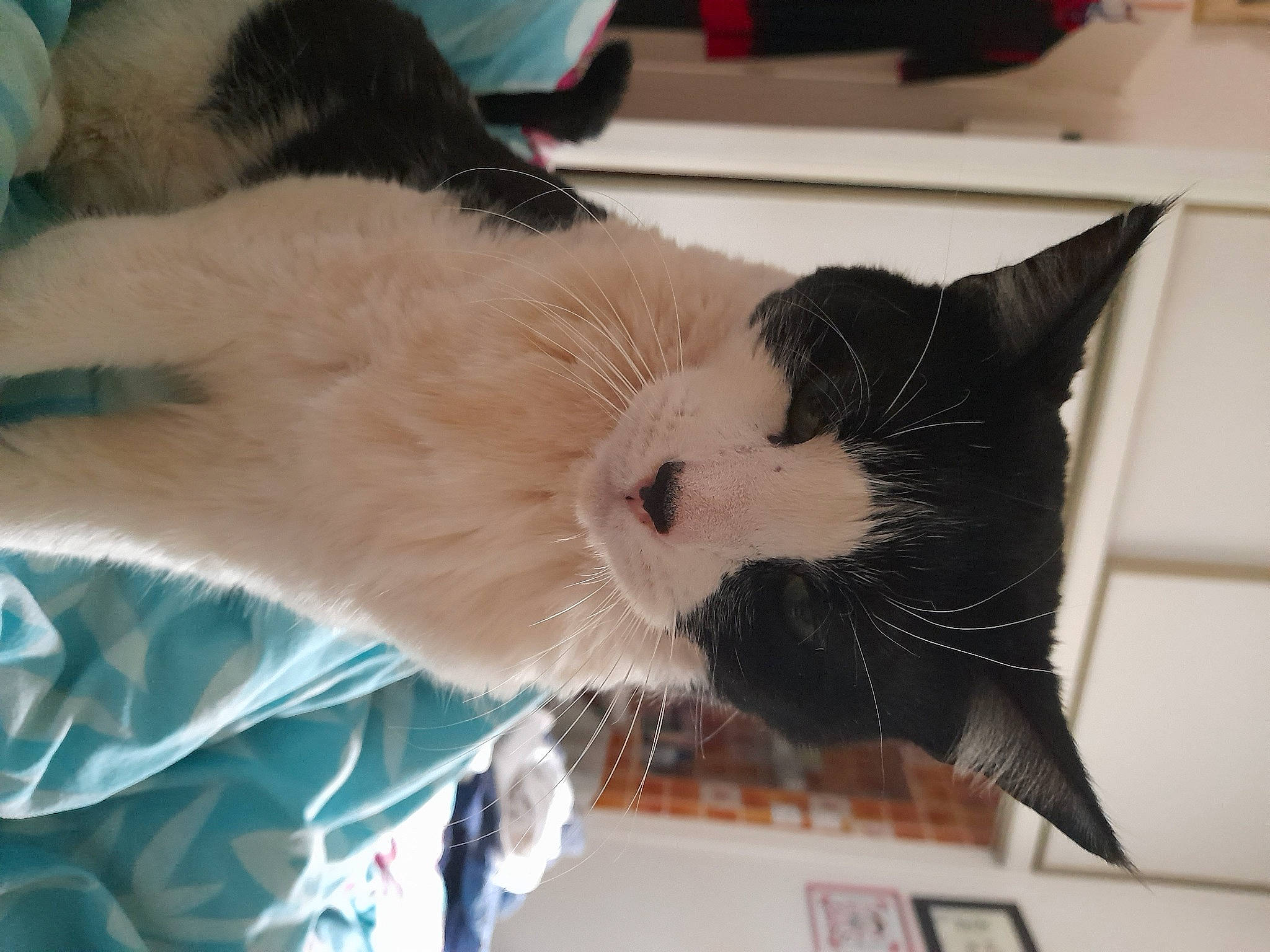 Juno a rejoint le concours — aidez-le/la à gagner de superbes lots ! carnivore, cat, claw, collar, comfort, domestic_short_haired_cat, ear, eye, felidae, fur, lap, nap, paw, small_to_medium_sized_cats, snout, tail, whiskers