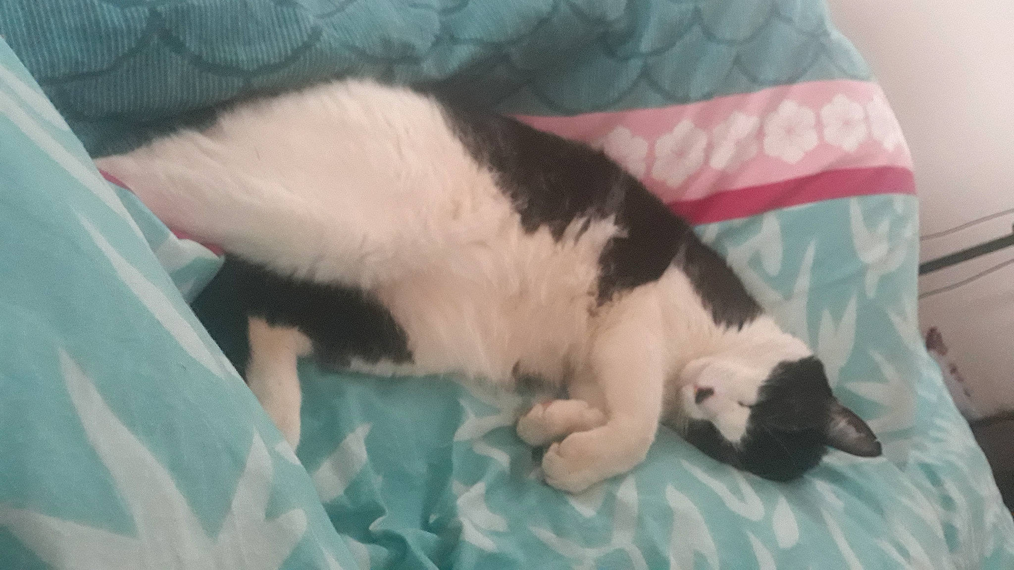 Juno participe au concours pour gagner de l'argent avec cette photo : carnivore, cat, comfort, dog_breed, domestic_short_haired_cat, felidae, fur, linens, mammal, nap, paw, room, small_to_medium_sized_cats, snout, tail, vertebrate, whiskers