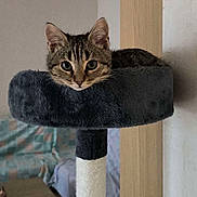Kiwi participe au concours pour gagner de l'argent avec cette photo : cat, tabby, pet, animal, indoor, feline, cat_tree, cozy, whiskers, ears, fur, cute, looking, resting, perch, domestic_animal, eyes, face, soft_texture, home