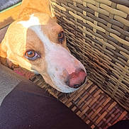 Arcas participe au concours pour gagner de l'argent avec cette photo : animal, brown_eyes, canine, close_up, companion, curious, cute, dog, domestic, friend, fur, indoor, looking_up, pet, resting, shadow, snout, sunlight, whiskers, wicker_chair