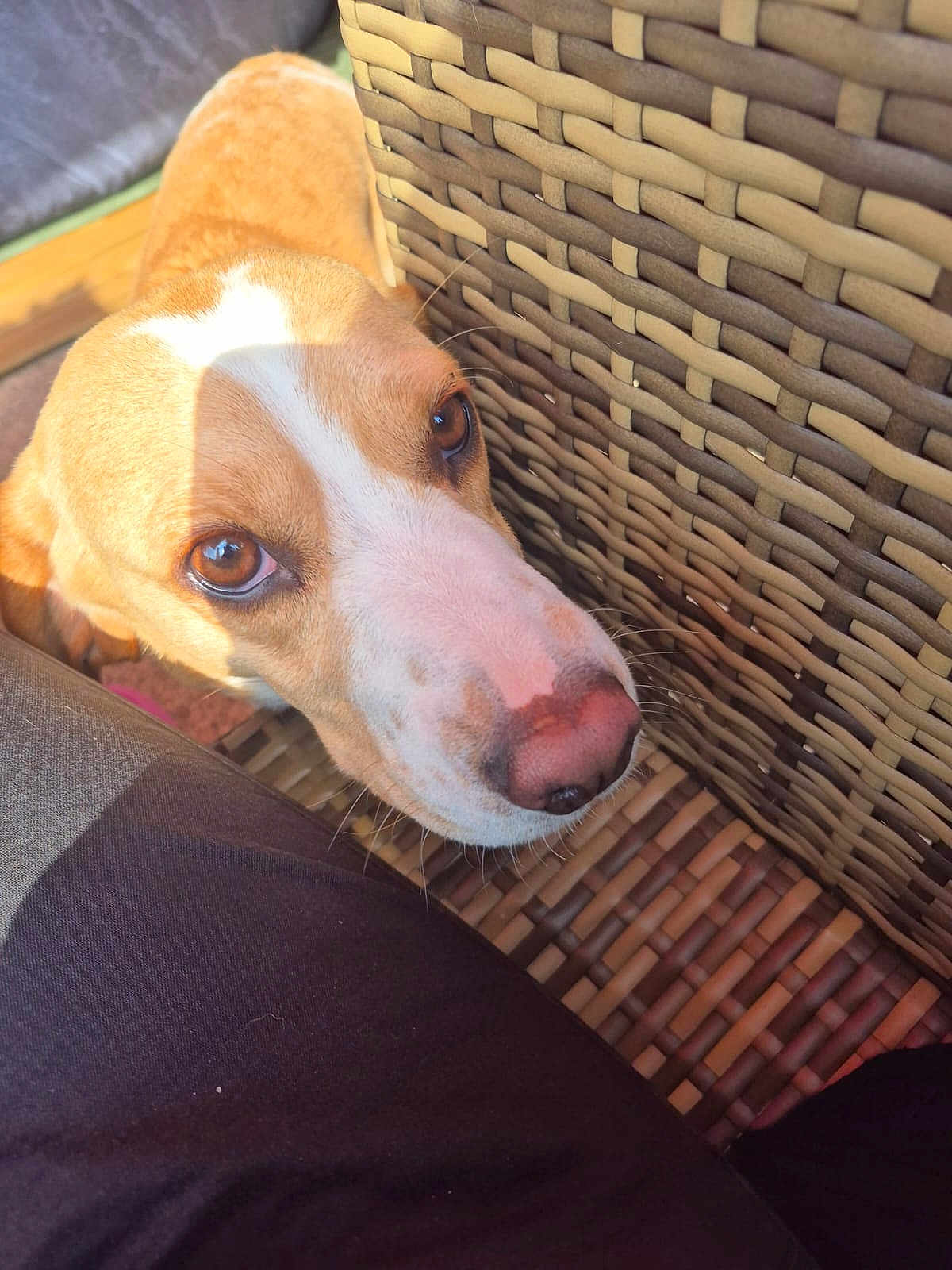 Arcas participe au concours pour gagner de l'argent avec cette photo : animal, brown_eyes, canine, close_up, companion, curious, cute, dog, domestic, friend, fur, indoor, looking_up, pet, resting, shadow, snout, sunlight, whiskers, wicker_chair