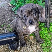Toby joined the competition — help win amazing prizes! puppy, dog, brindle, young, cute, outdoor, greenery, dirt, leaf, animal, pet, small, sitting, fur, eyes, nature, grass, adorable, face, cuteness