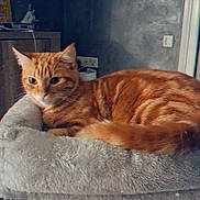 Garfield a rejoint le concours — aidez-le/la à gagner de superbes lots ! cat, orange_tabby, pet, animal, feline, striped_fur, green_eyes, lounging, resting, cat_tree, scratching_post, indoor, home, room, furniture, soft_bed, tail, whiskers, portrait, relaxed