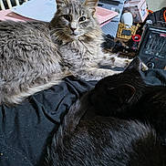 Rocket joined the competition — help win amazing prizes! basket, bed, black_cat, blanket, cat, chair, clutter, curled_up, eyes, feline, fur, grey_cat, heater, indoor, papers, pet, relaxed, sleeping, storage_drawer, whiskers