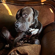 Big Boy joined the competition — help win amazing prizes! blanket, brown, canine, closeup, companion, couch, dog, gaze, indoor, leather, pet, pitbull, portrait, relaxed, shadow, sofa, sunlight, tassels, whiskers, wooden_frame