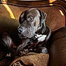 blanket, brown, canine, closeup, companion, couch, dog, gaze, indoor, leather, pet, pitbull, portrait, relaxed, shadow, sofa, sunlight, tassels, whiskers, wooden_frame