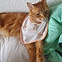 Gardfield a rejoint le concours — aidez-le/la à gagner de superbes lots ! cat, orange_tabby, bib, bed, pillow, relaxed, indoor, pet, feline, fur, whiskers, paw, fabric, textured_wall, resting, cute, animal, domestic, mammal, sleepy