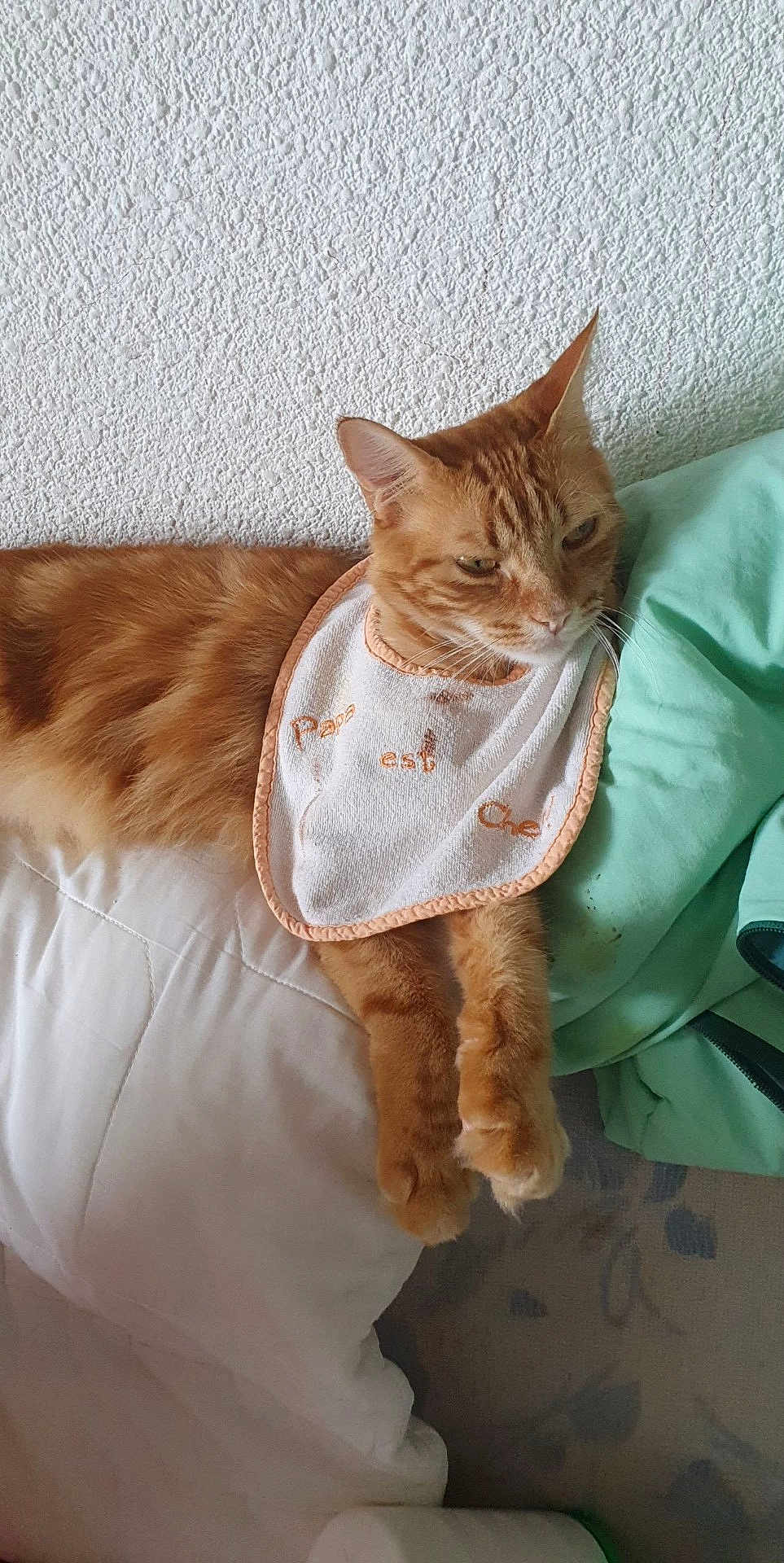 Gardfield a rejoint le concours — aidez-le/la à gagner de superbes lots ! cat, orange_tabby, bib, bed, pillow, relaxed, indoor, pet, feline, fur, whiskers, paw, fabric, textured_wall, resting, cute, animal, domestic, mammal, sleepy