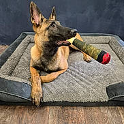 Alka participe au concours pour gagner de l'argent avec cette photo : animal, bed, black_muzzle, brown_fur, canine, chew_toy, curious, dog, domestic_animal, ears_up, furniture, indoor, laying, pet, playful, puppy, resting, toy, wooden_floor, young_dog