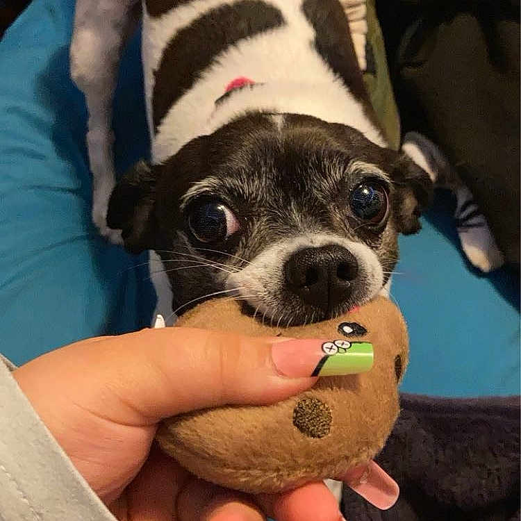 Peanut is registered to the contest to win money with this photo: animal, baby, ball, bodypart, canine, chihuahua, clothing, dog, face, finger, footwear, hand, head, person, pet, puppy, shoe, sport, tennis, tennisball