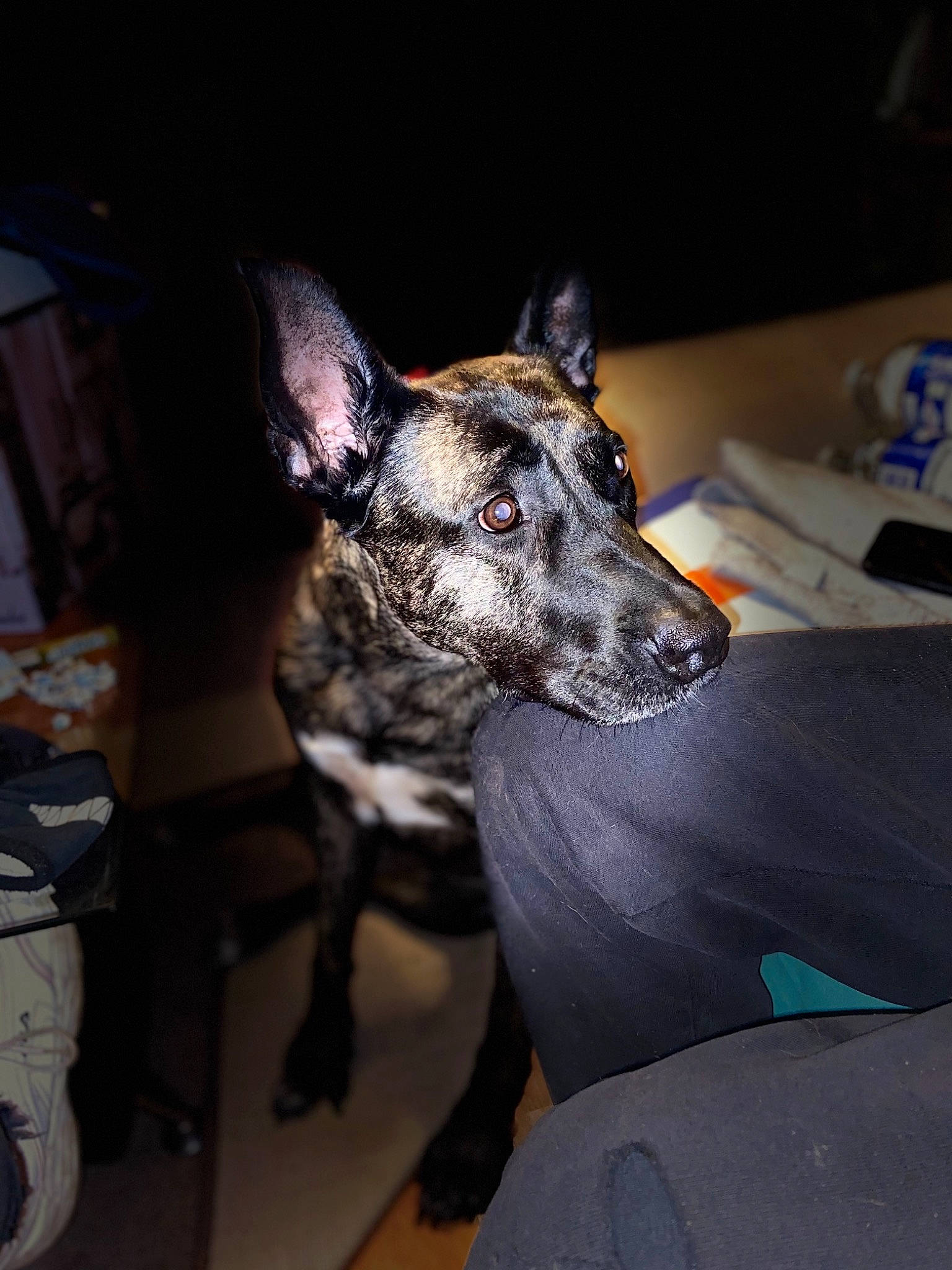 Ibiza a rejoint le concours — aidez-le/la à gagner de superbes lots ! australian_cattle_dog, canidae, carnivore, collar, companion_dog, dog, dog_breed, dog_collar, fur, grey, guard_dog, herding_dog, koolie, non_sporting_group, snout, sporting_group, texas_heeler, whiskers, working_animal, working_dog