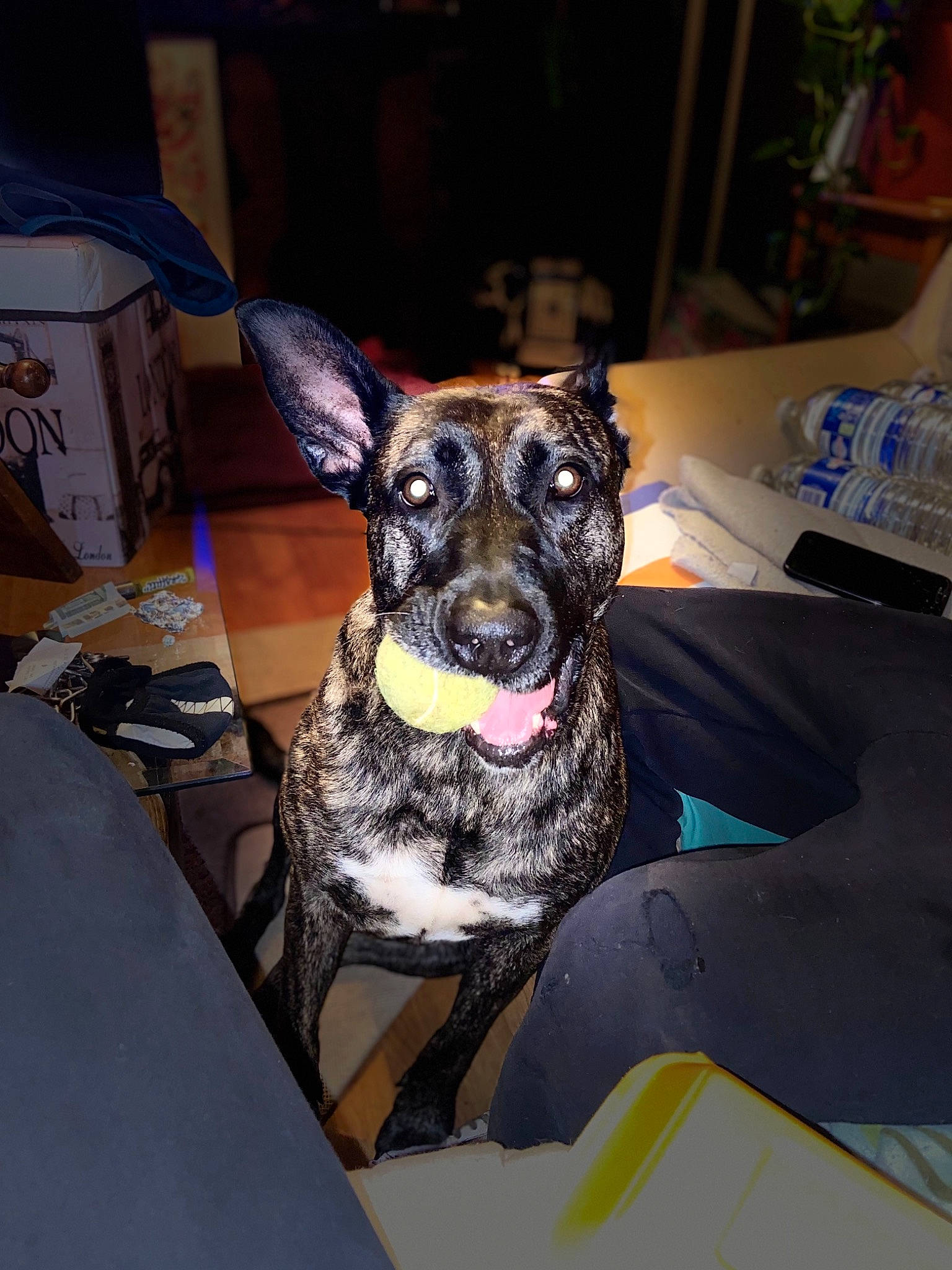 Ibiza a rejoint le concours — aidez-le/la à gagner de superbes lots ! canidae, carnivore, chair, collar, comfort, companion_dog, dog, dog_breed, dog_collar, dog_supply, fawn, fur, guard_dog, hat, paw, snout, sporting_group, toy_dog, whiskers, working_animal