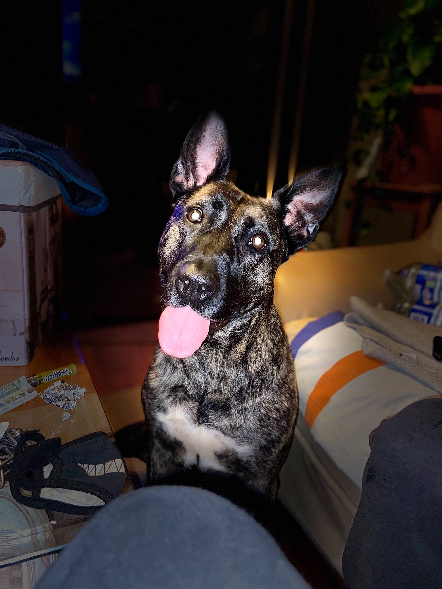 Ibiza participe au concours pour gagner de l'argent avec cette photo : box, canidae, carnivore, comfort, companion_dog, couch, dog, dog_breed, dog_collar, fawn, felidae, fur, guard_dog, schnauzer, snout, sporting_group, terrestrial_animal, toy_dog, whiskers, working_animal