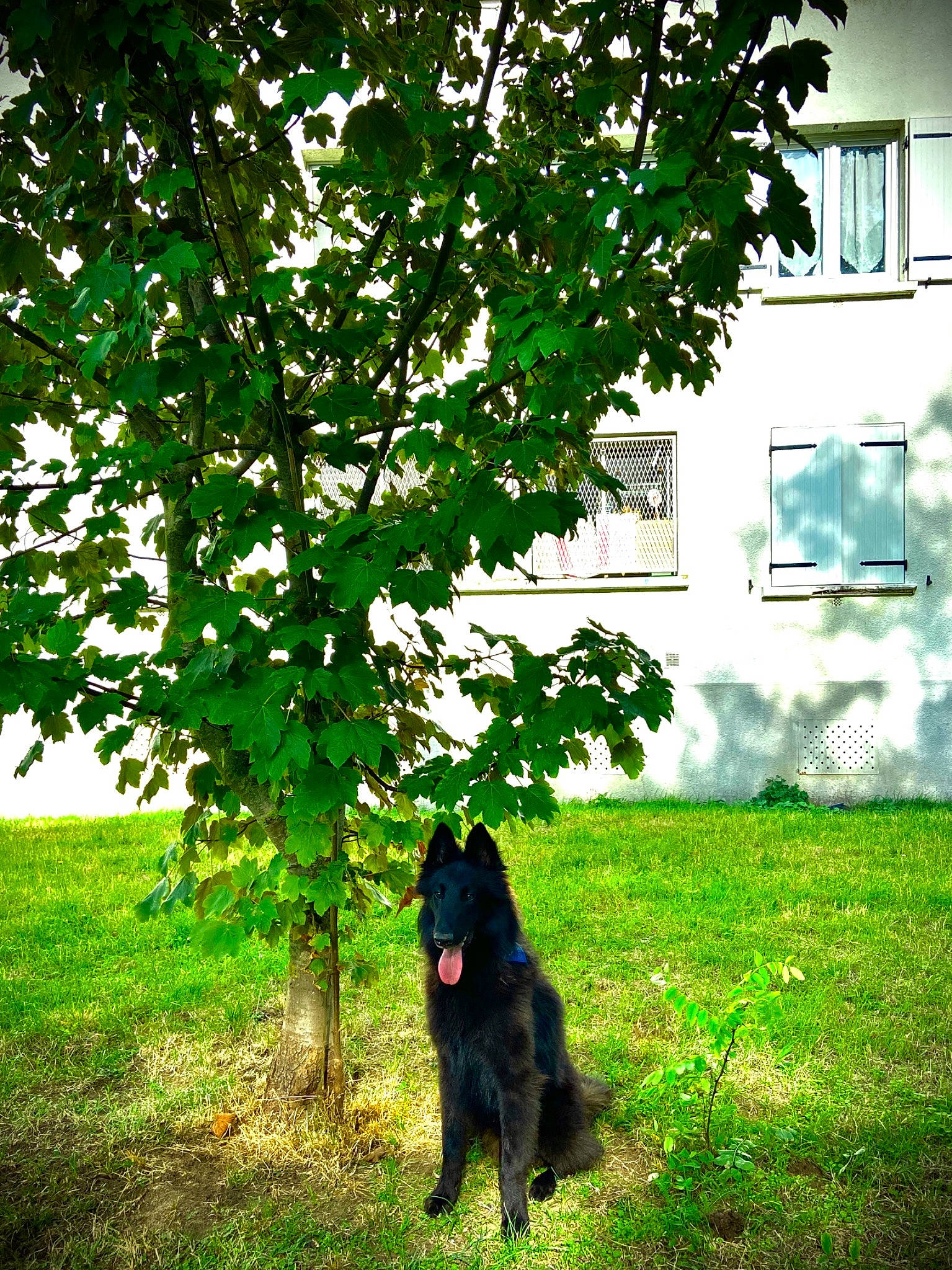 Microbe participe au concours pour gagner de l'argent avec cette photo : building, carnivore, companion_dog, dog, dog_breed, grass, green, house, lawn, leaf, people_in_nature, plant, shade, shrub, sunlight, tints_and_shades, tree, trunk, window, woody_plant