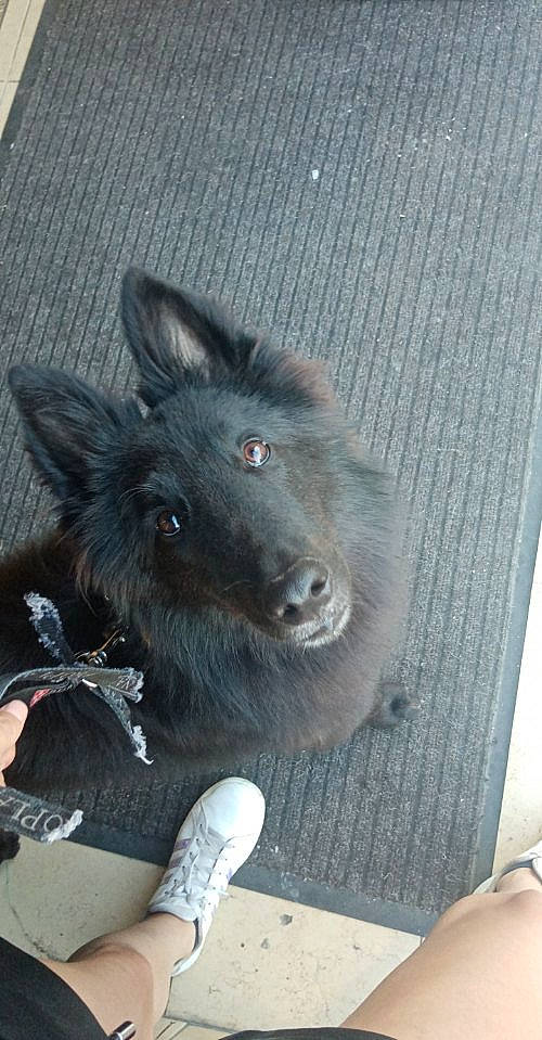 Microbe a rejoint le concours — aidez-le/la à gagner de superbes lots ! black_cat, canidae, carnivore, claw, collar, companion_dog, dog, dog_breed, felidae, fur, grey, human_leg, mythical_creature, puppy, small_to_medium_sized_cats, spitz, sporting_group, tail, whiskers, working_animal