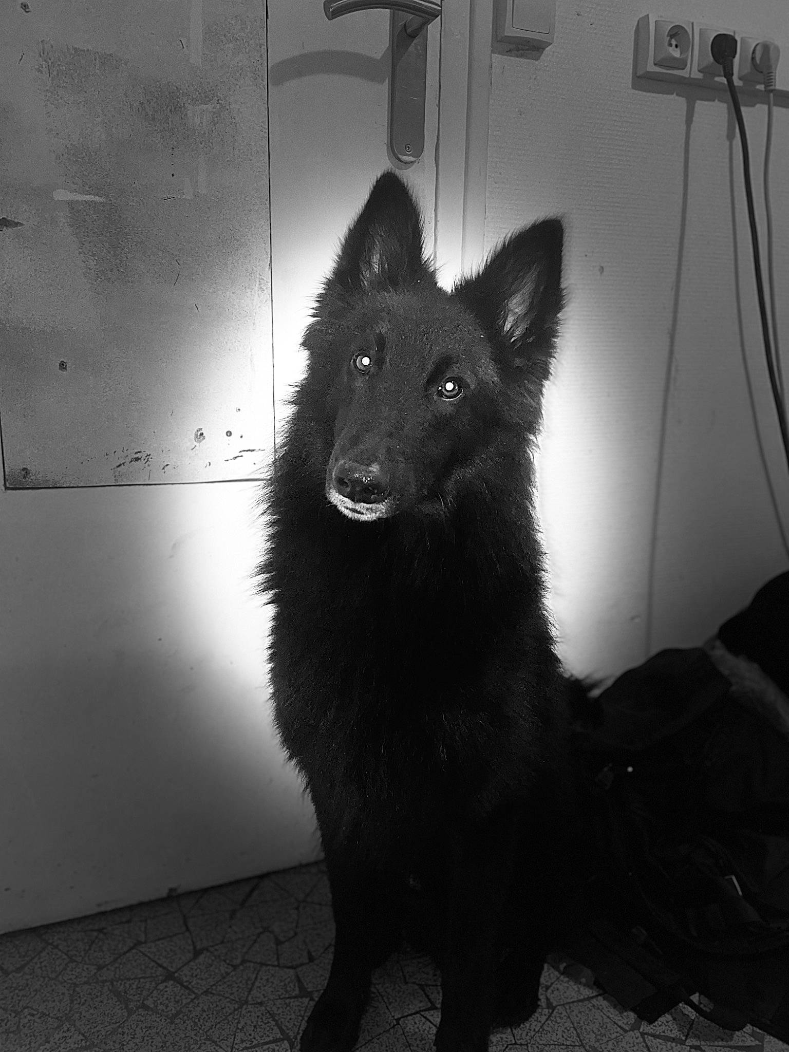 Microbe a rejoint le concours — aidez-le/la à gagner de superbes lots ! black_and_white, canidae, carnivore, companion_dog, darkness, dog, dog_breed, felidae, flooring, fur, grey, monochrome, monochrome_photography, shadow, small_to_medium_sized_cats, snout, style, tail, tints_and_shades, whiskers